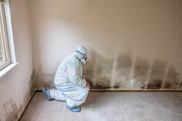 Best Professional Mold Removal  in East Shoreham, NY